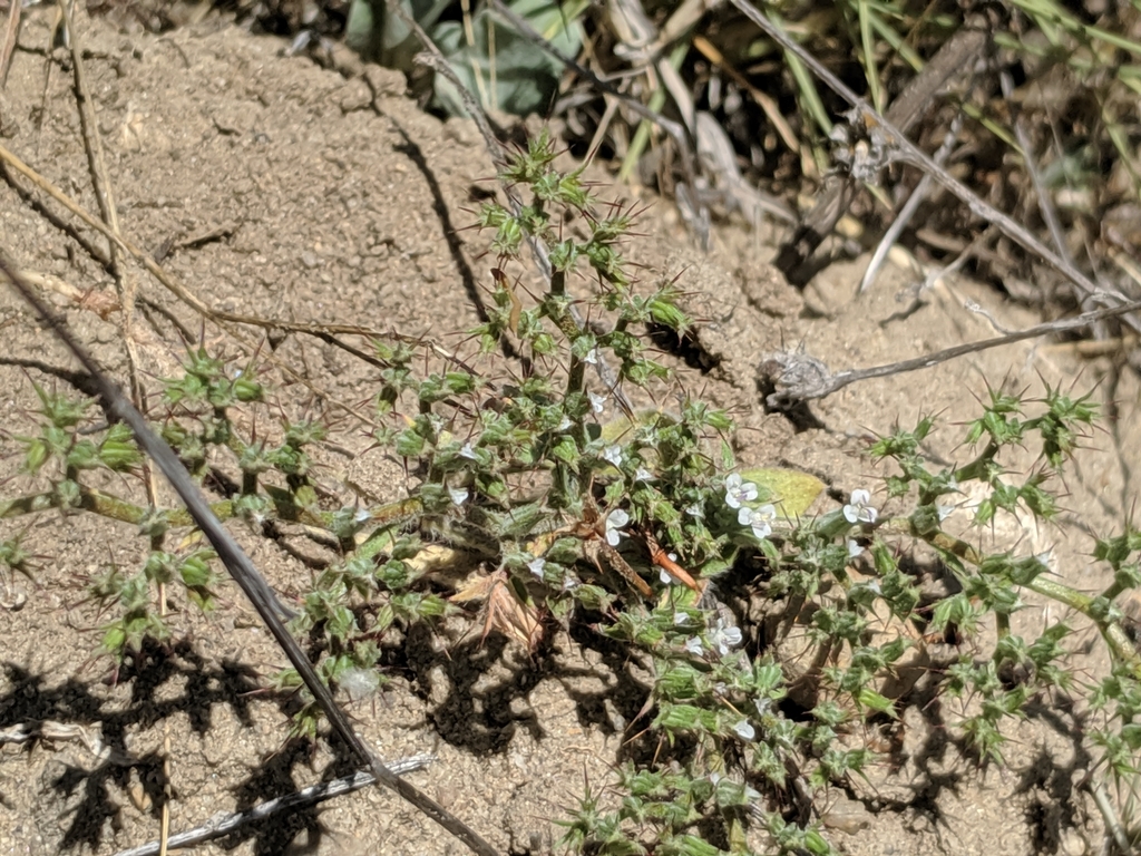 Chorizanthe obovata (Spoon-sepal spineflower), native California herb