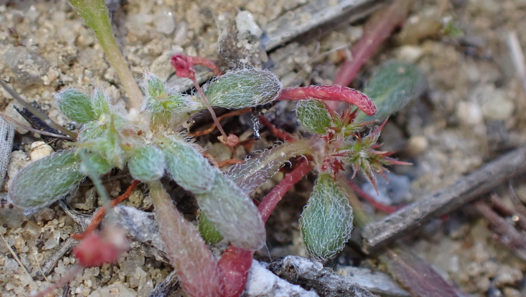 Chorizanthe orcuttiana (Orcutt's spineflower), native California herb