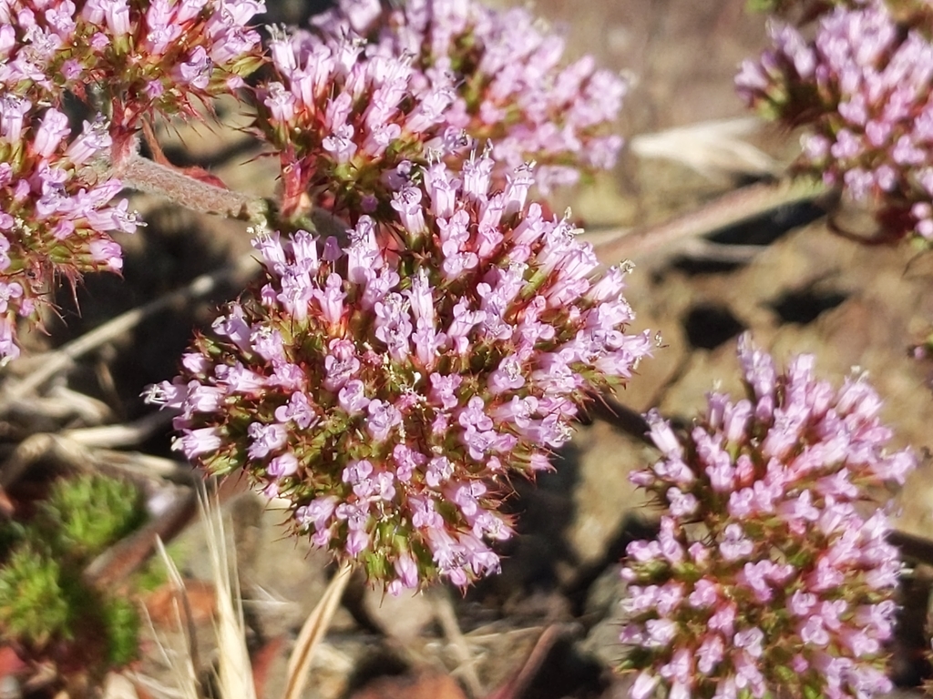 Chorizanthe palmeri (Palmer's spineflower), native California herb