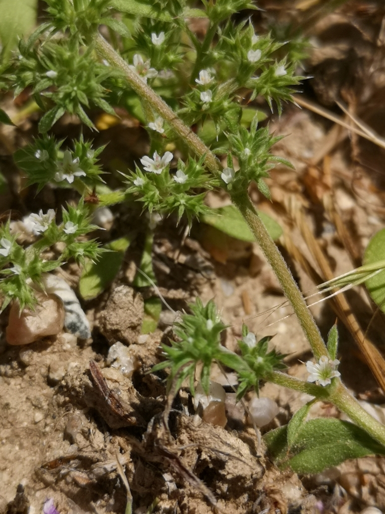 Chorizanthe parryi — parent species of Chorizanthe parryi var. fernandina