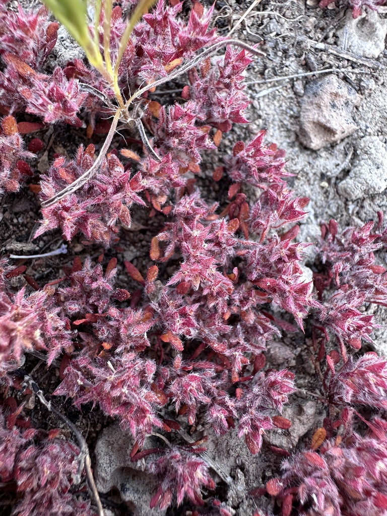 Chorizanthe polygonoides — parent species of Chorizanthe polygonoides var. polygonoides
