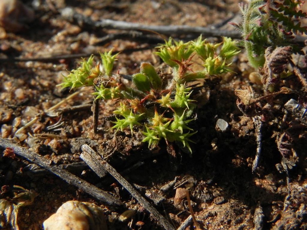 Chorizanthe procumbens (Prostrate spineflower), native California herb
