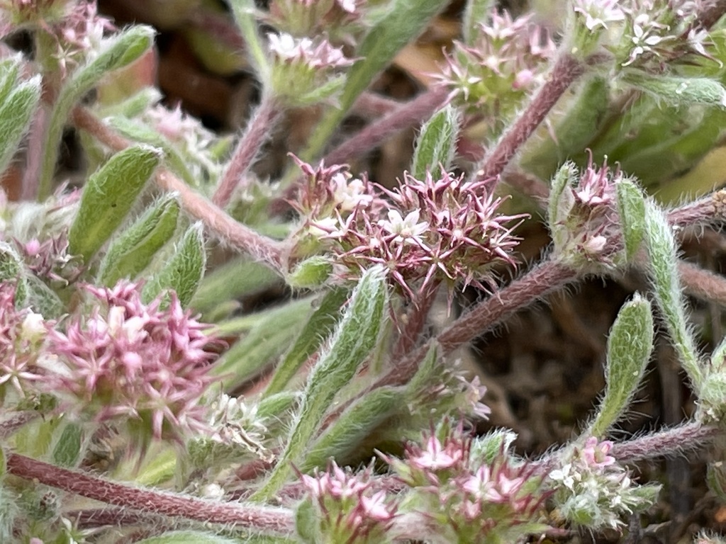 Chorizanthe pungens var. pungens (Monterey spineflower), native California herb