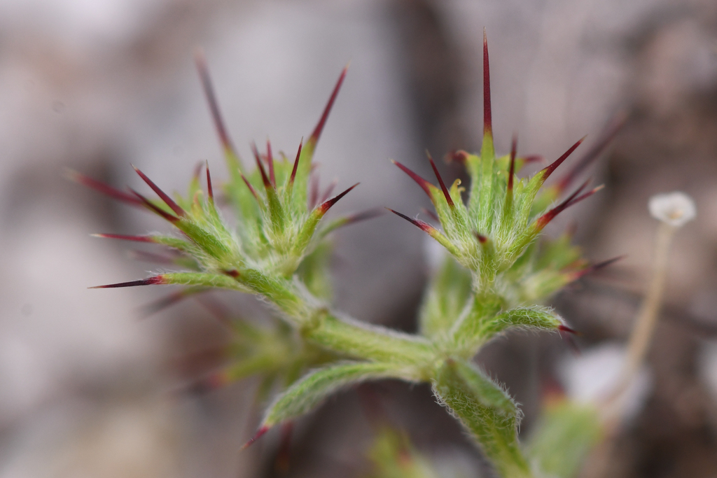 Chorizanthe rectispina (Straight-awned spineflower), native California herb