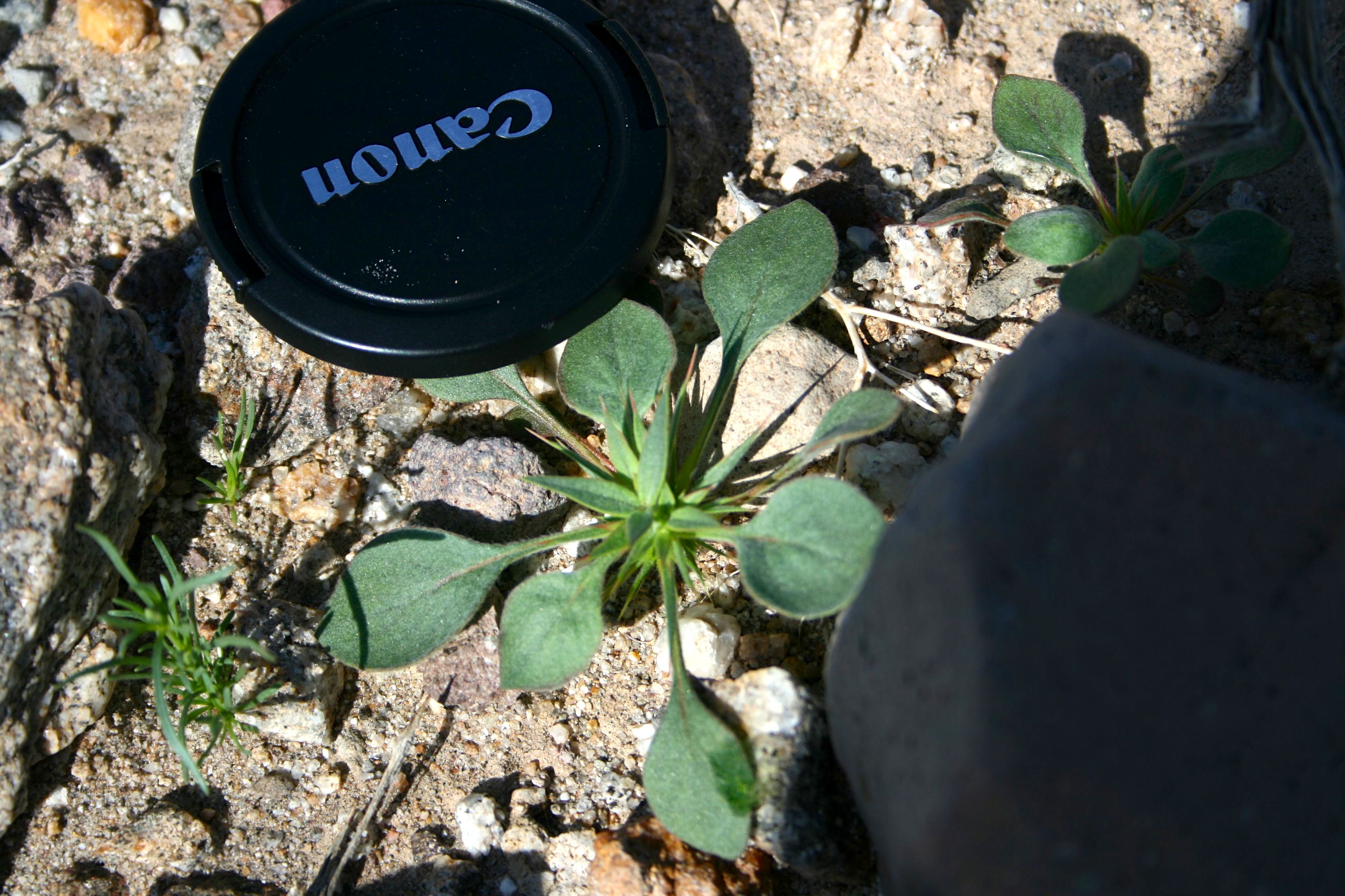 Chorizanthe rigida (Devil's spineflower), native California herb