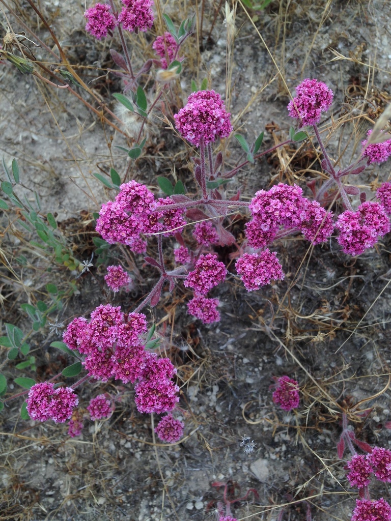 Chorizanthe robusta — parent species of Chorizanthe robusta var. hartwegii