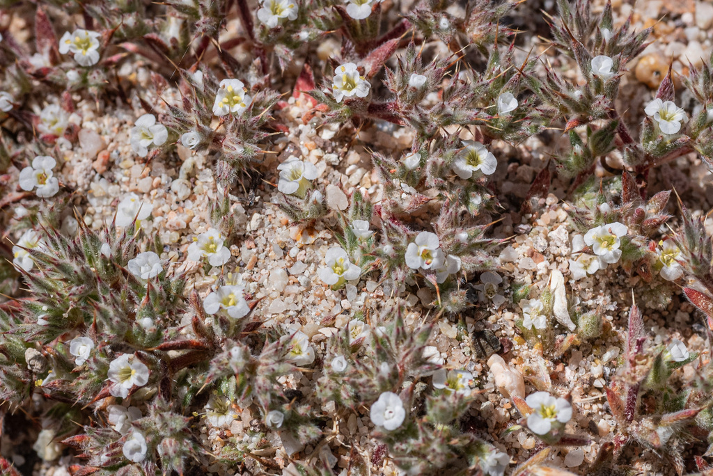 Chorizanthe spinosa (Mojave spineflower), native California herb