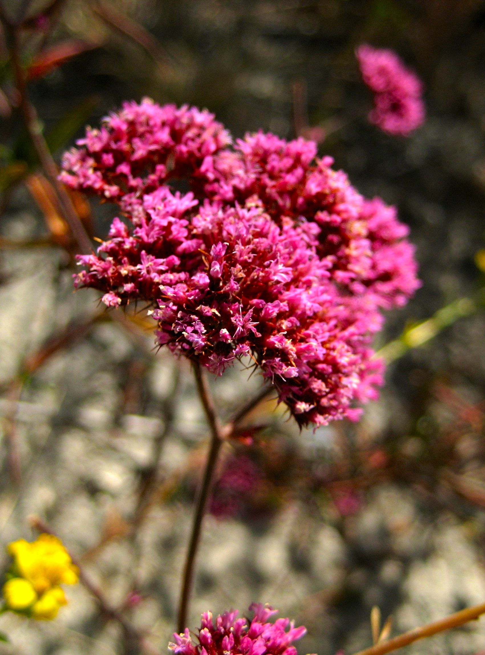 Chorizanthe staticoides (Turkish rugging), native California herb