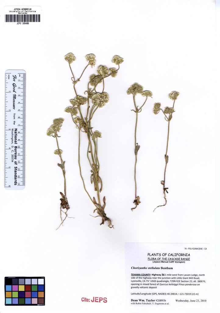 Chorizanthe stellulata (Starlite spineflower), native California herb