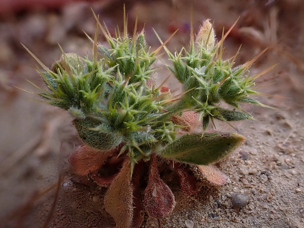 Chorizanthe uniaristata (One-awn spineflower), native California herb