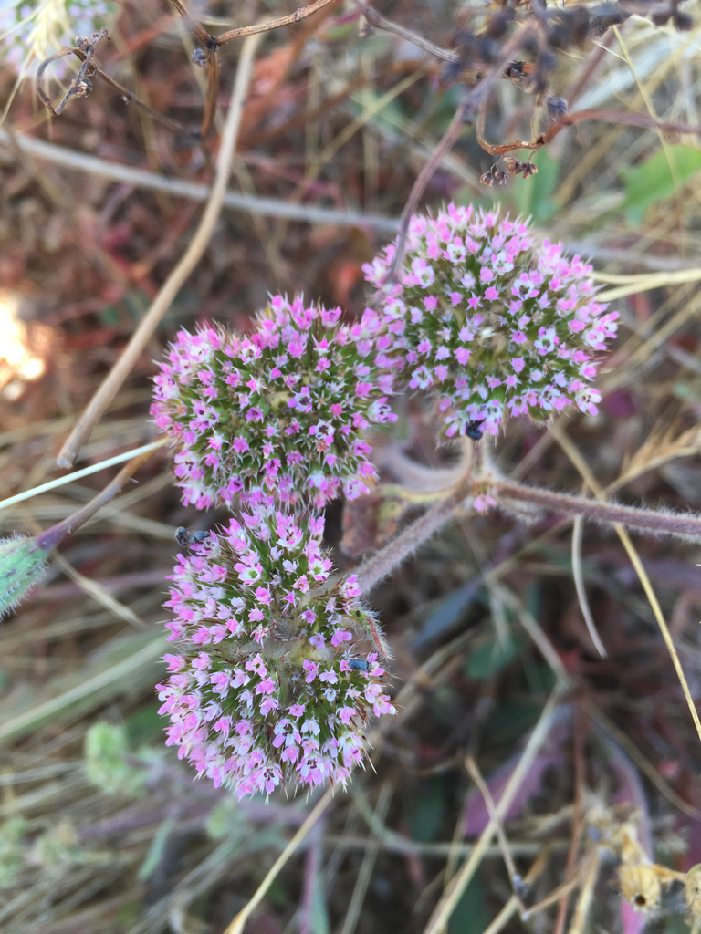 Chorizanthe valida (Sonoma spineflower), native California herb