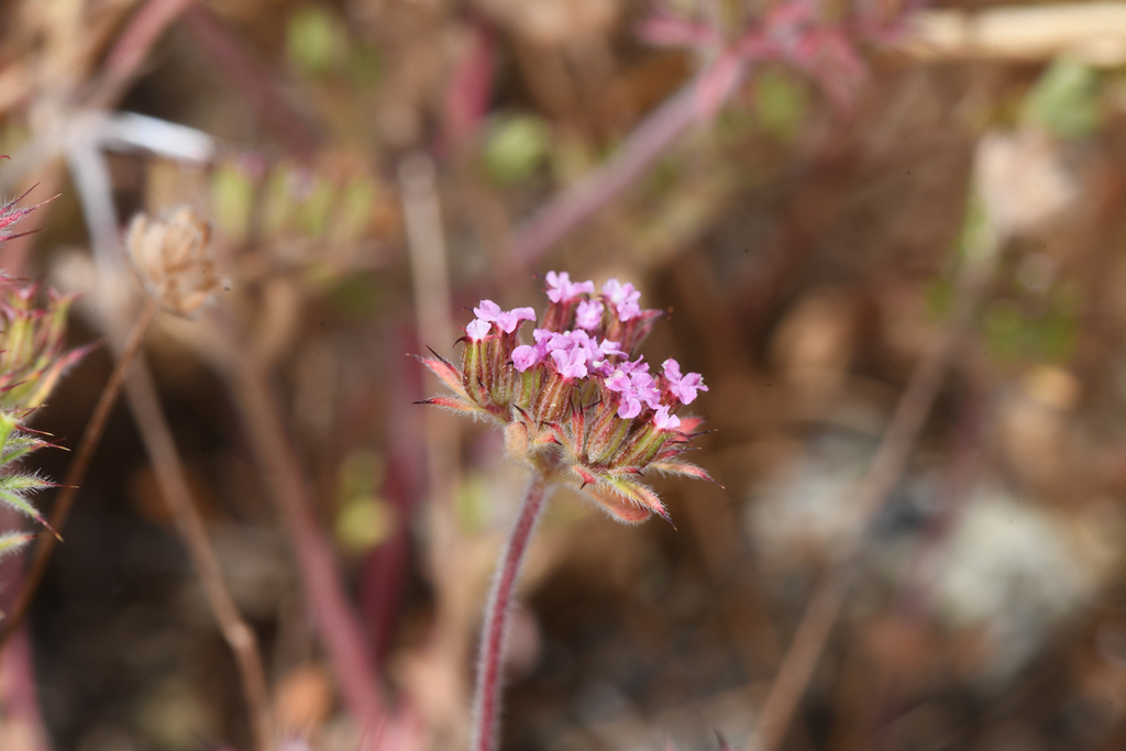 Chorizanthe ventricosa (Potbellied spineflower), native California herb