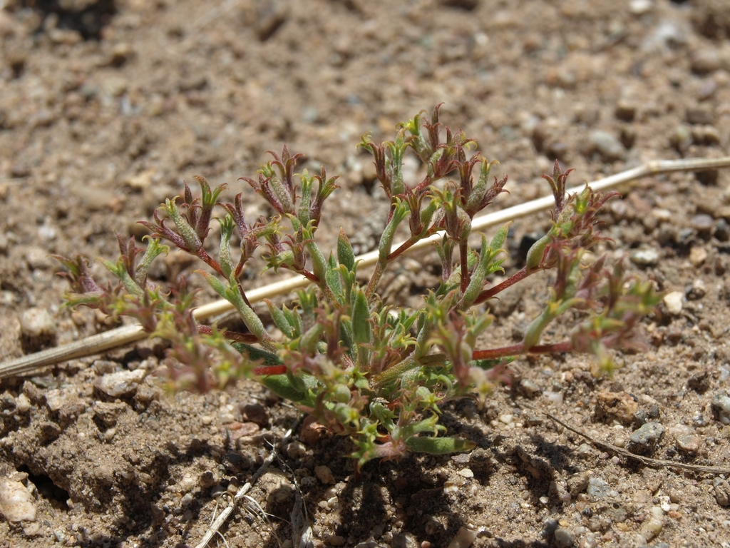 Chorizanthe watsonii (Watson's spineflower), native California herb