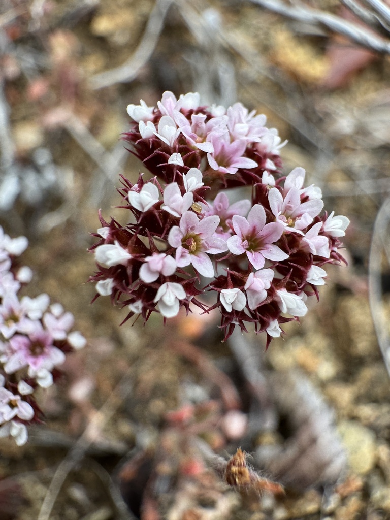 Chorizanthe wheeleri (Wheeler's spineflower), native California herb