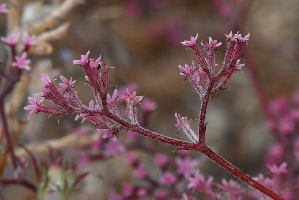 Chorizanthe xanti var. xanti (Pinyon spineflower), native California herb
