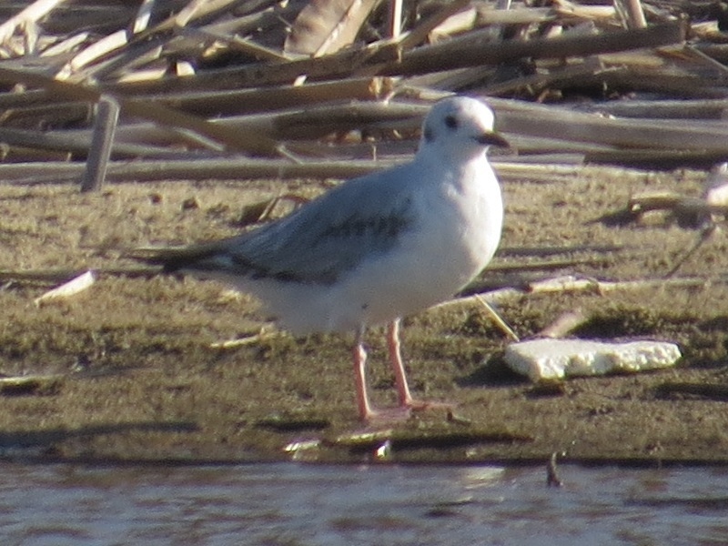 Chroicocephalus philadelphia (Bonaparte's Gull), California species