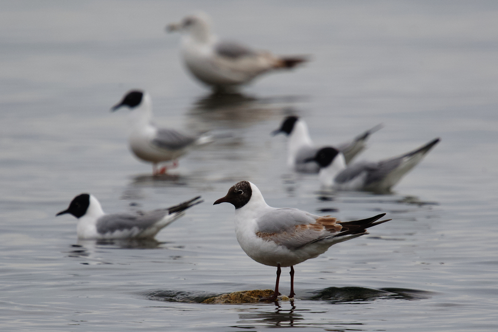 Chroicocephalus ridibundus (Black-headed Gull), California species