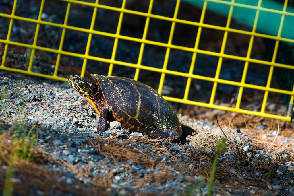 Chrysemys picta (Painted Turtle), California species