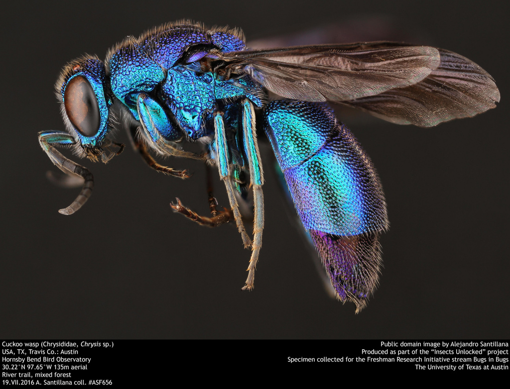 Chrysis angolensis (Metallic Bluish-green Cuckoo Wasp), California species