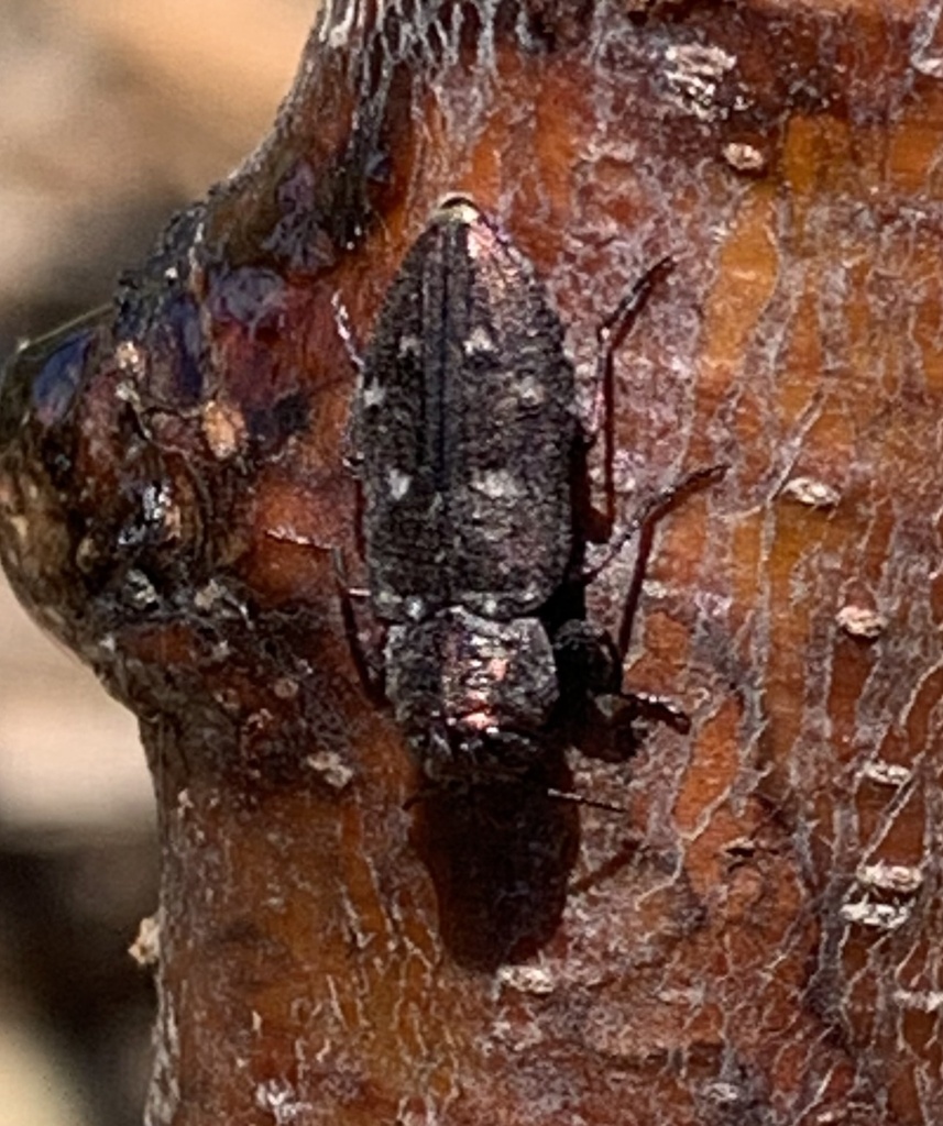 Chrysobothris mali (Pacific Flat-Headed Borer), California species