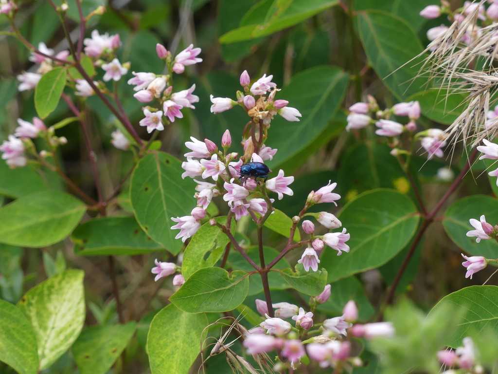 Chrysochus cobaltinus (Cobalt Milkweed Beetle), California species