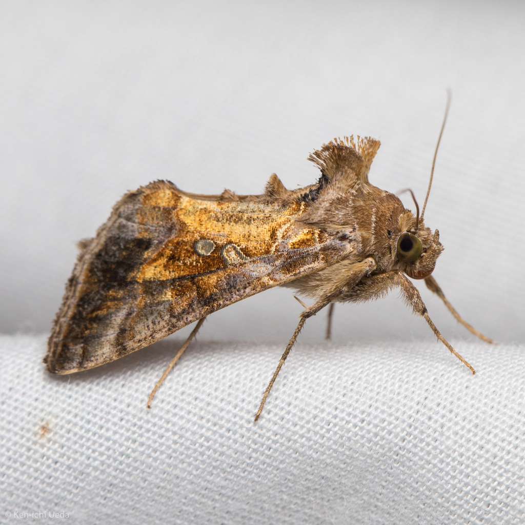 Chrysodeixis includens (Soybean Looper Moth), California species