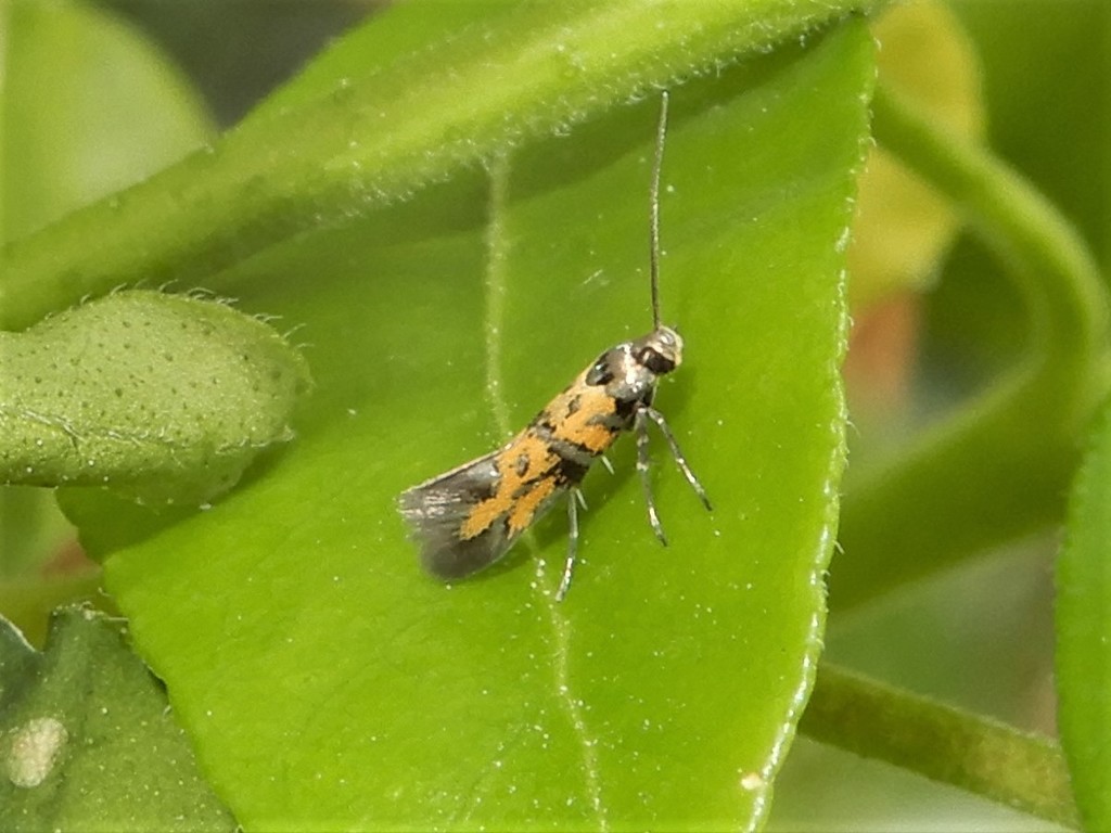 Chrysoesthia drurella, California species