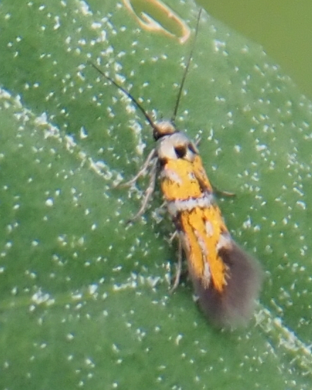 Chrysoesthia lingulacella, California species