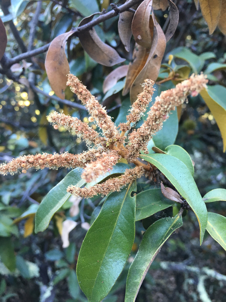 Chrysolepis chrysophylla var. chrysophylla (Giant chinquapin), native California tree