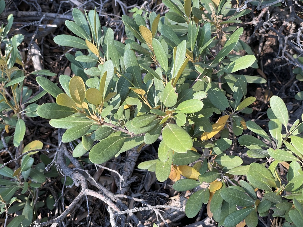 Chrysolepis sempervirens (Bush chinquapin), native California shrub