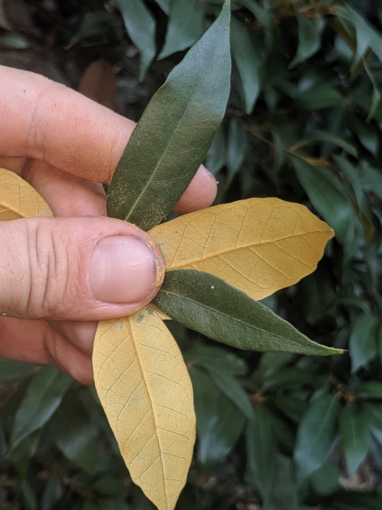 Chrysolepis sp. (Chinquapin), native California shrub