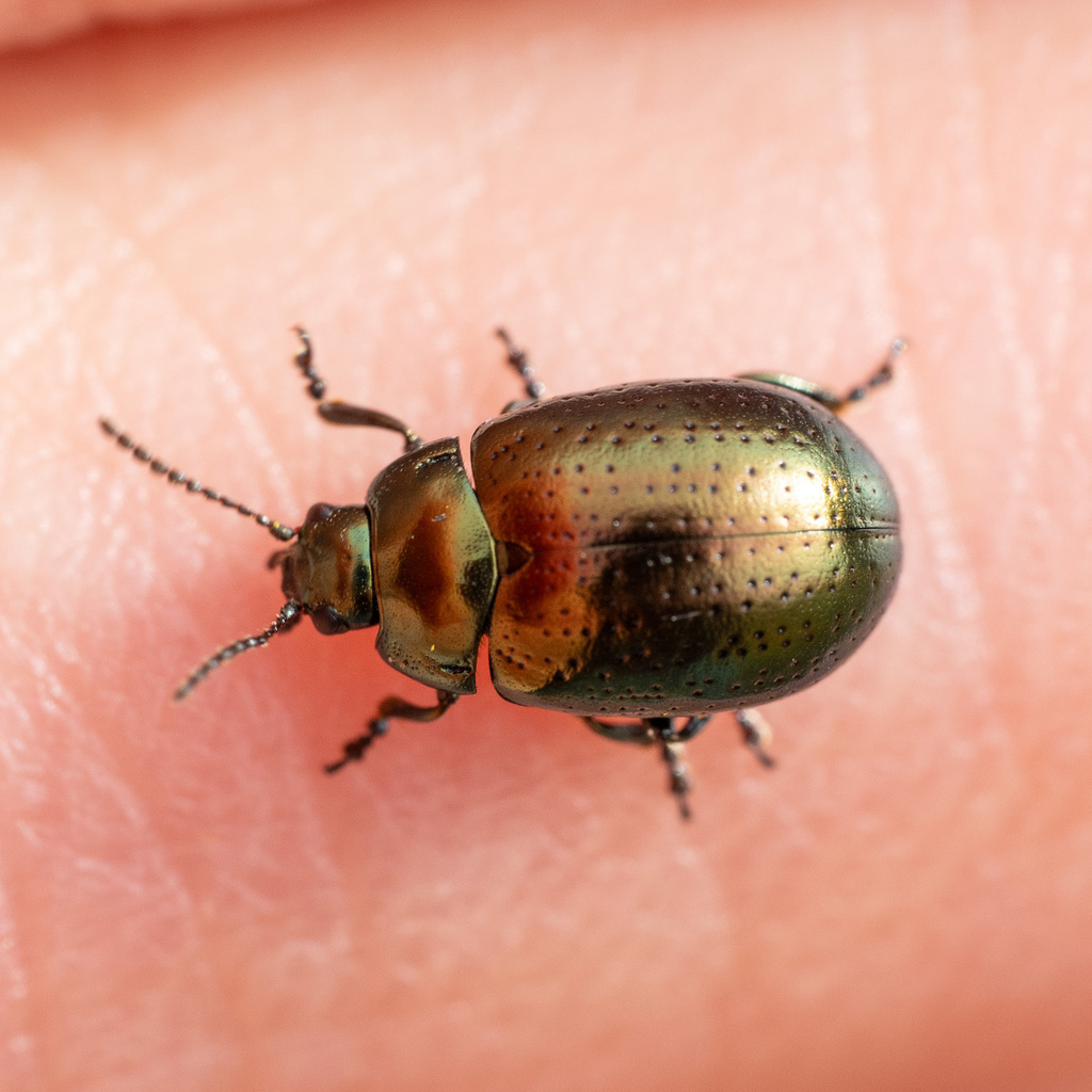 Chrysolina hyperici (Saint John's Wort Beetle), California species