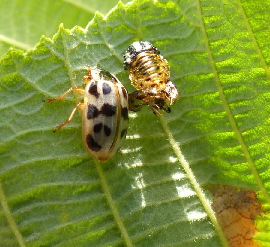 Chrysomela mainensis (Maine Leaf Beetle), California species