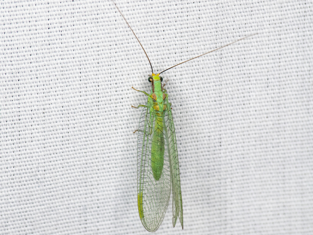 Chrysopa coloradensis, California species