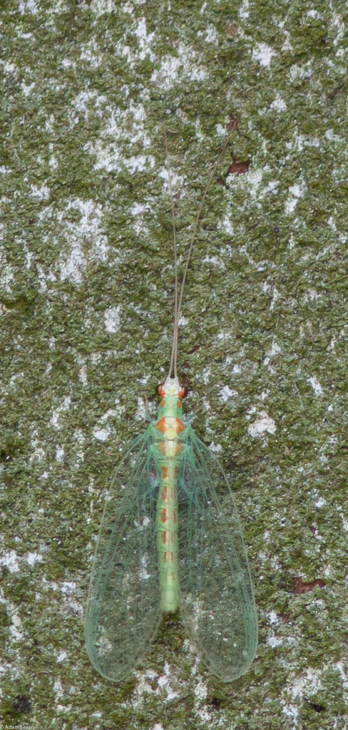Chrysopa quadripunctata (Four-spotted Green Lacewing), California species