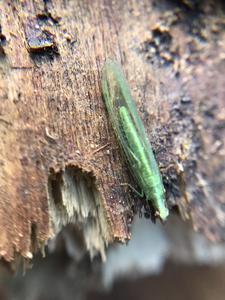 Chrysoperla comanche (Comanche Green Lacewing), California species