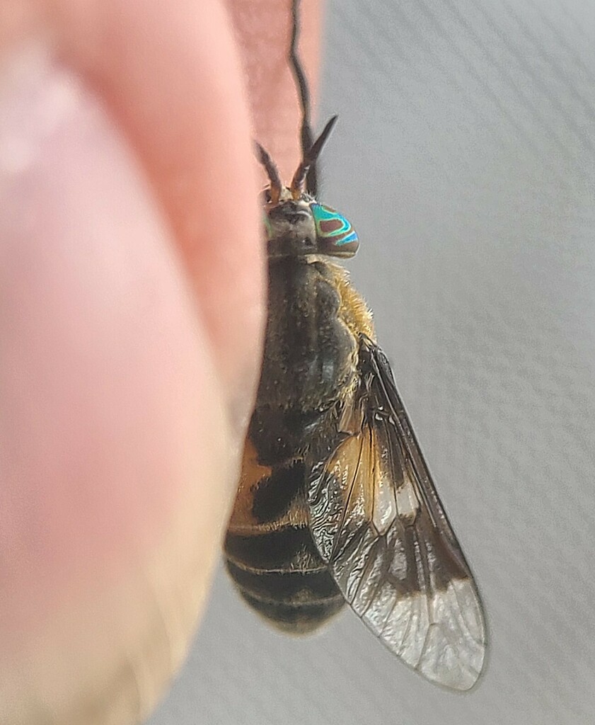 Chrysops excitans (Bothersome Deer Fly), California species