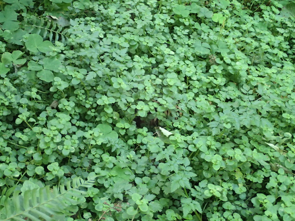Chrysosplenium glechomifolium (Pacific golden saxifrage), native California herb