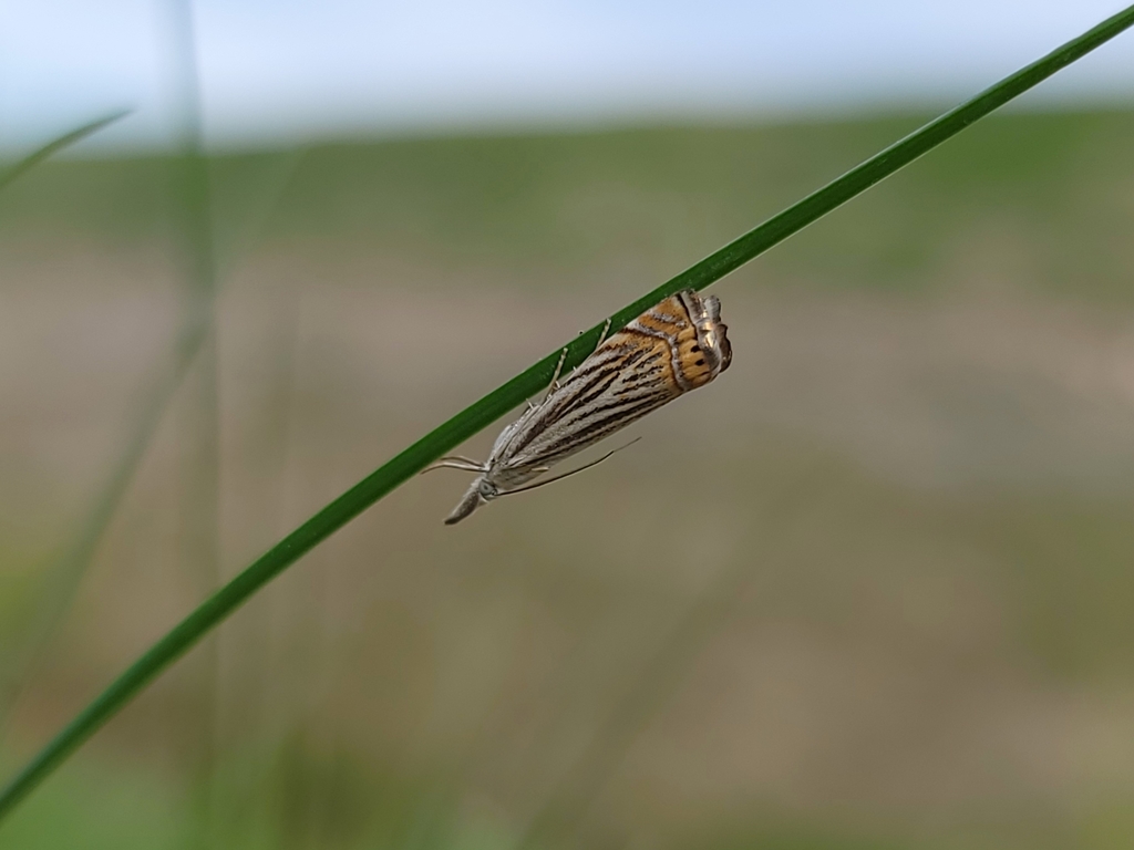 Chrysoteuchia topiarius (Topiary Grass-veneer), California species