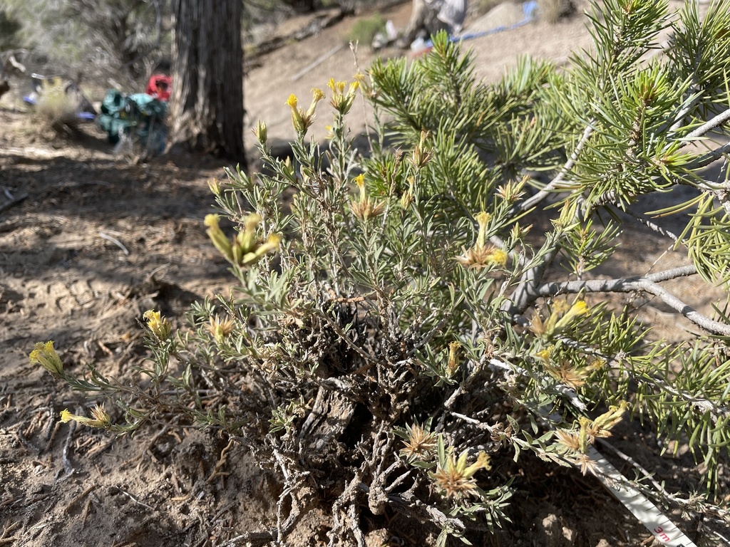 Chrysothamnus depressus (Long flowered rabbitbrush), native California subshrub