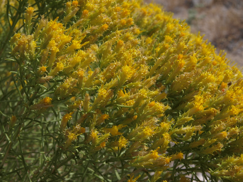 Chrysothamnus greenei (Greene's rabbitbrush), native California shrub