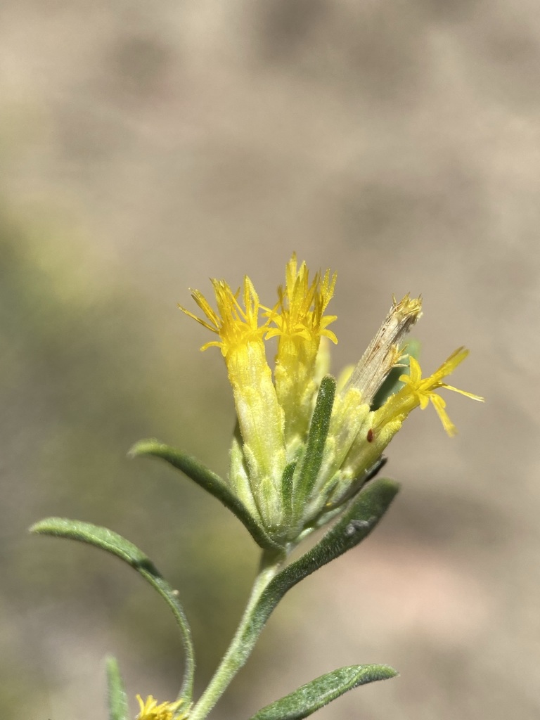 Chrysothamnus humilis (Truckee rabbitbrush), native California subshrub