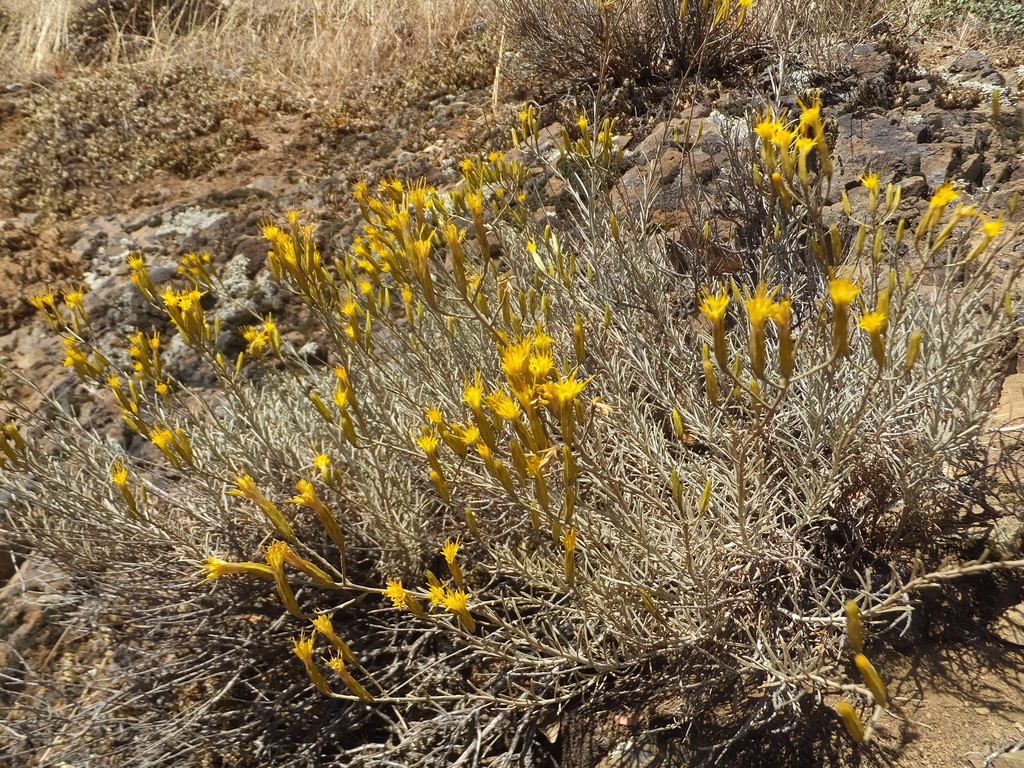 Chrysothamnus sp. (Rabbitbrush), native California shrub