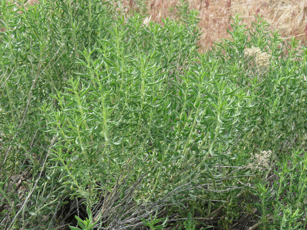 Chrysothamnus viscidiflorus — parent species of Chrysothamnus viscidiflorus subsp. axillaris