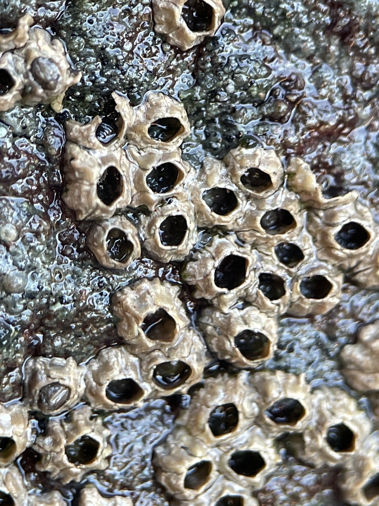 Chthamalus dalli (Little Brown Barnacle), California species