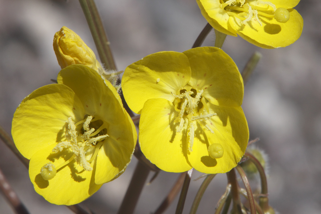 Chylismia brevipes subsp. pallidula, native California herb
