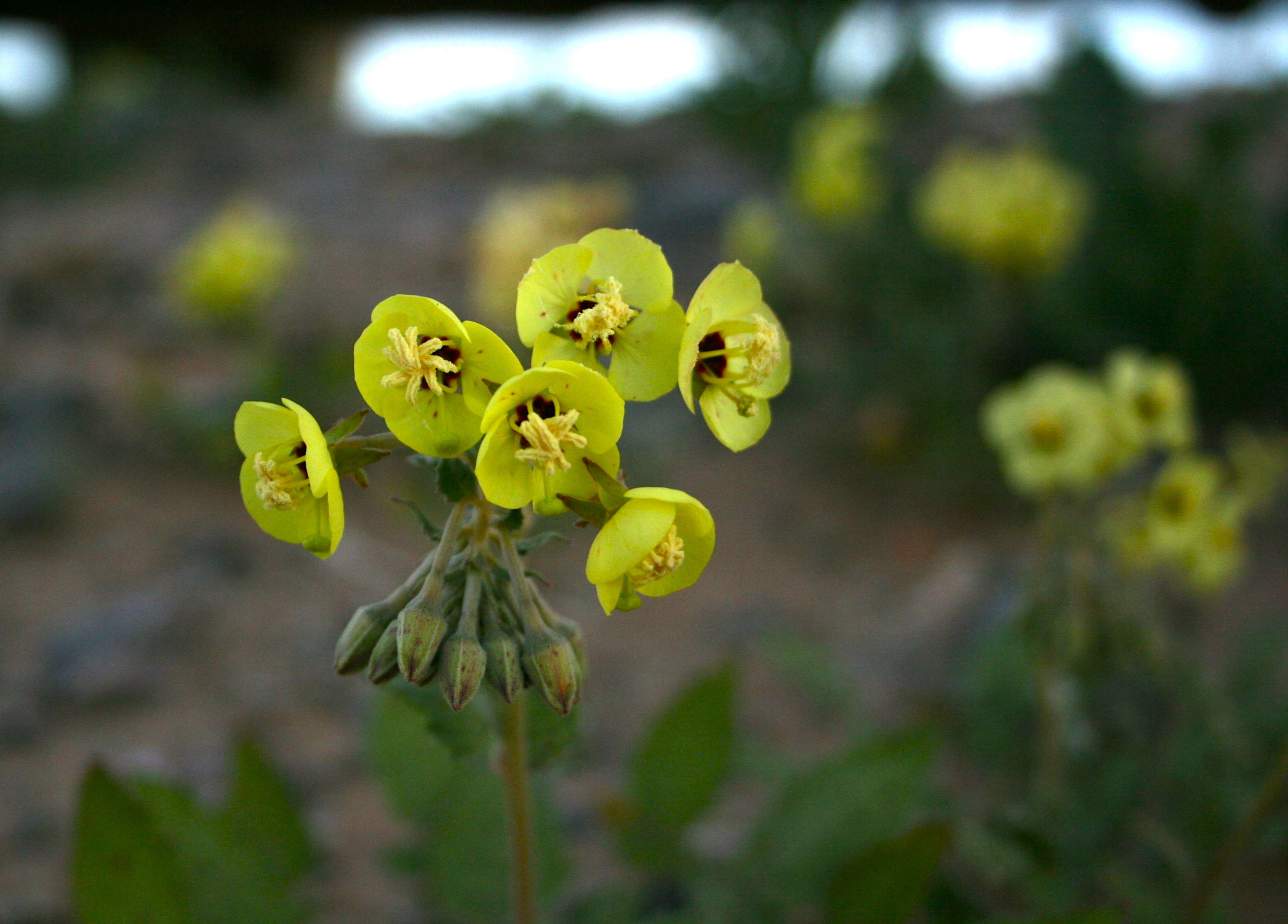Chylismia brevipes (Yellow cups), native California herb