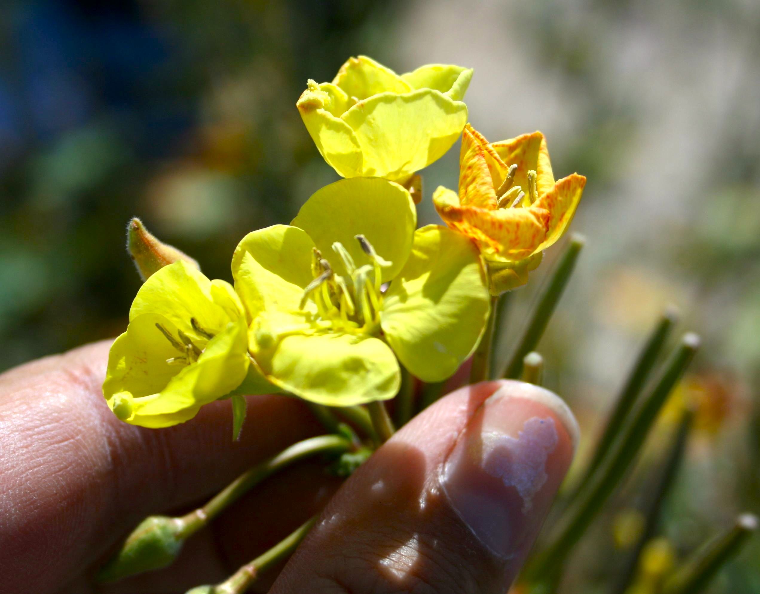 Chylismia cardiophylla — parent species of Chylismia cardiophylla subsp. robusta