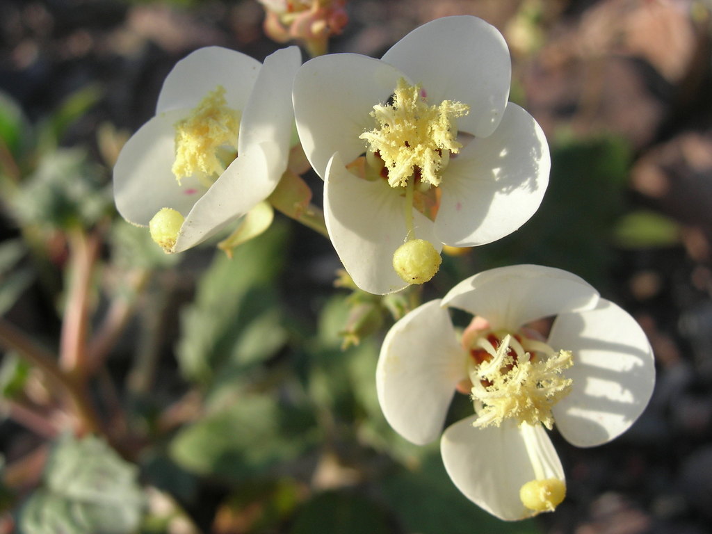 Chylismia claviformis subsp. lancifolia, native California herb