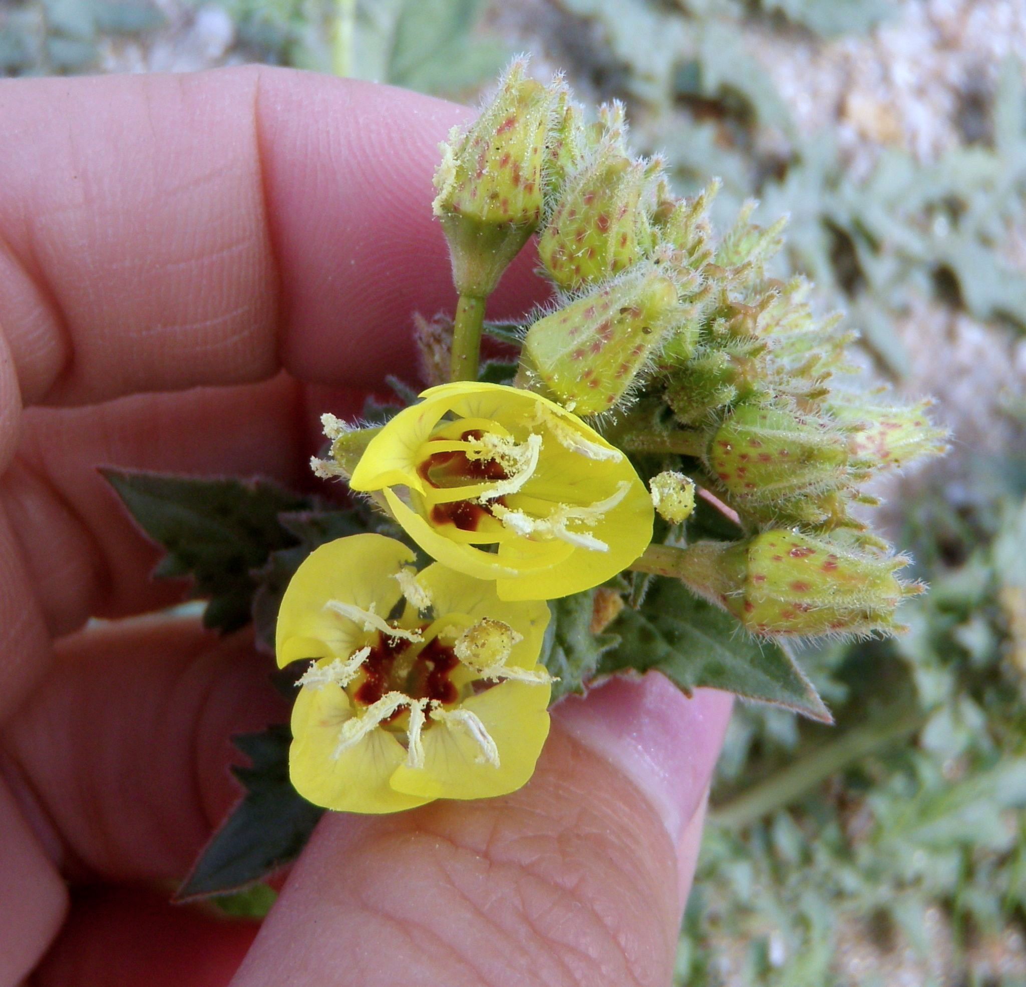 Chylismia claviformis (Clavate fruited primrose), native California herb